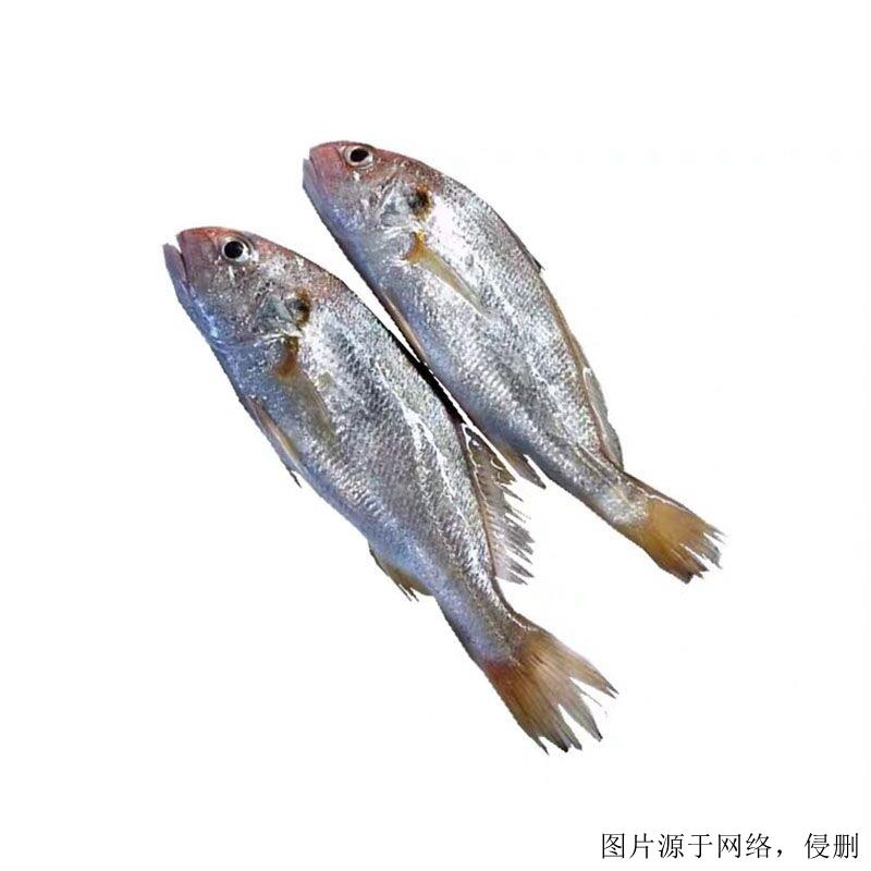 越南白姑魚進口清關流程-19年廣州水產品進口報關行